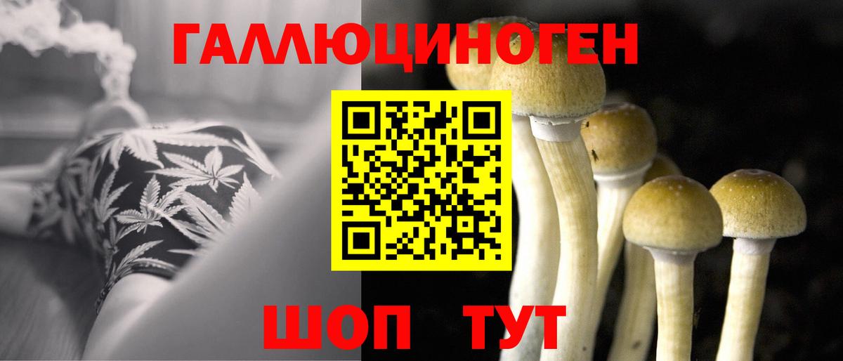Псилоцибиновые грибы Psilocybine cubensis Казань